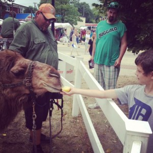 Belleville Strawberry Festival camel