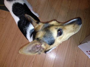 Bella, Mountain Feist