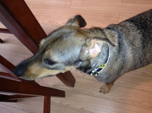 Spike, Mountain Feist