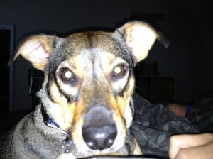 Spike Mountain Feist