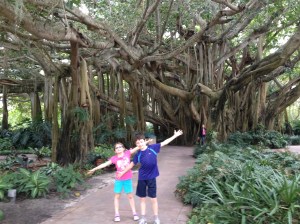 Legoland Cypress Gardens Banyan Tree