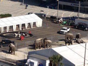 Ringling Brothers Circus Tampa