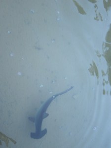 JW Marriott Ihilani sharks