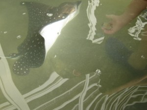 JW Marriott Ihilani stingrays