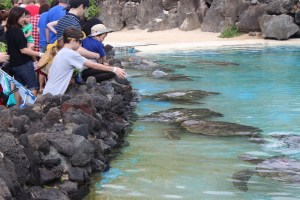 Oahu's Sea Life Park turtles