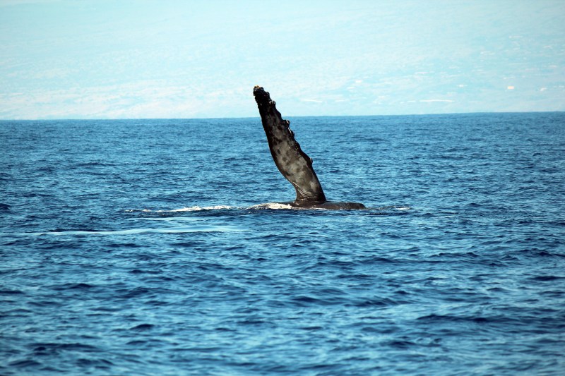 Fin slap during whale watching