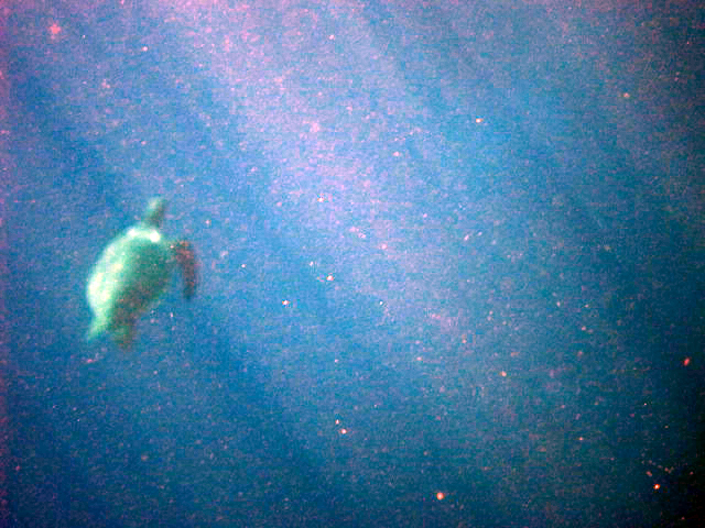 Turtle while snorkeling