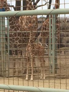 Baby giraffe at the San Francisco Zoo