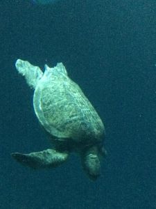 turtle