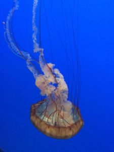 Jellyfish at the Monterey Bay Aquarium